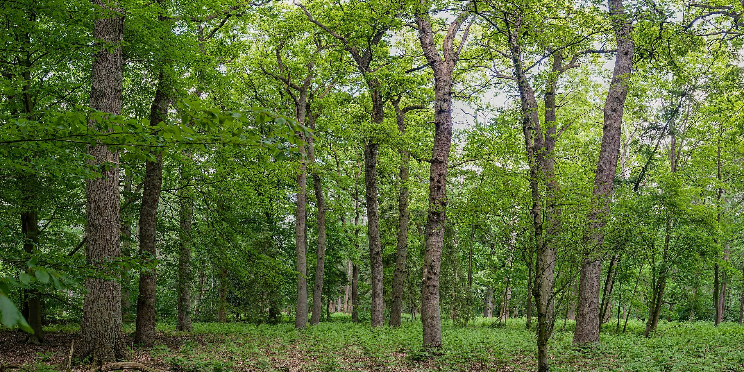 Laubwald im Sommer in Bremen mit einer Birke