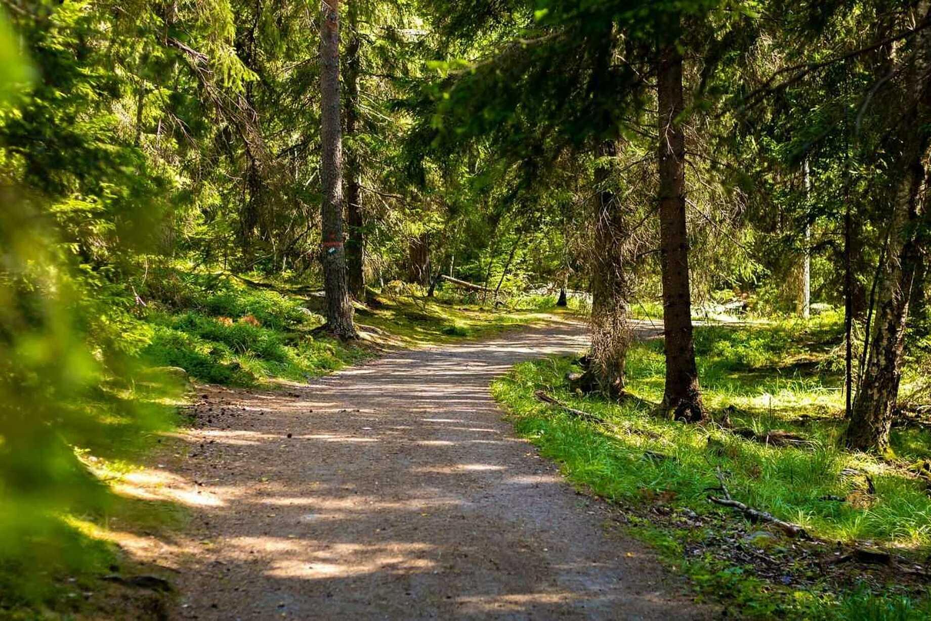 Waldweg im grünen Wald